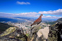 Speckled / Rock pigeon {Columba guinea} overlooking Cape Town, South Africa