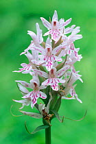 Common spotted orchid {Dactylorhiza fuchsii} UK.