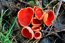 Scarlet elf cup fungus {Sarcoscypha austriaca / coccinea} Wilts, UK.