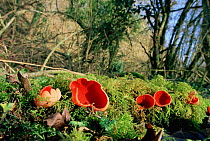 Scarlet elf cup fungus on mossy bank {Sarcoscypha austriaca / coccinea} UK.