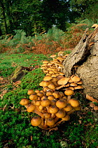 Honey fungus growing near rotten wood {Armillaria mellea} New Forest, UK.