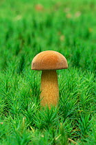 Bay bolete fungus in moss {Xerocomus badius} UK.
