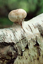 Immature Birch bracket polypore {Piptoporous betulinus} on Silver birch, UK
