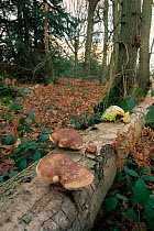 Birch bracket polypore {Piptoporous betulinus} on birch log, Bristol, UK. Leigh woods