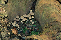 Trooping crumble cap fungi {Coprinus disseminatus} UK. Inkcaps