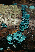 Green wood cup fungus {Chlorosplenium aeruginosum} Leigh Woods, Bristol, UK.