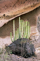 Canary spurge {Euphorbia canariensis} Tenerife, Canary Is