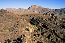 Pahoehoe lava field, El Teide volcano, El Teide National Park, Tenerife