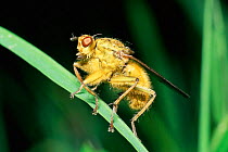 Yellow dungfly {Scatophaga stercoraria} UK.
