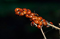 Group of Seven spot ladybirds on twig {Coccinella septempunctata} UK.
