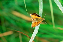 Small skipper butterfly {Thymelicus sylvestris / flavus} UK.