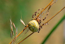 Garden spider {Araneus quadratus} UK.