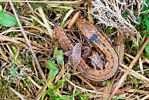 Viviparous lizard shedding skin {Lacerta vivipara} Somerset, UK.