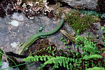 Viviparous lizard, two colour morphs {Lacerta vivipara} Somerset, UK.