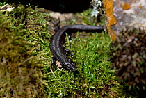 Viviparous lizard, melanistic morph {Lacerta vivipara} Somerset, UK.