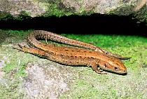 Juvenile Viviparous lizard basking {Lacerta vivipara} Somerset, UK.