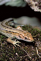 Viviparous lizard {Lacerta vivipara} Somerset, UK.