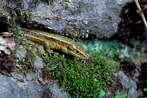 Viviparous lizard {Lacerta vivipara} Somerset, UK.