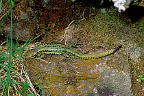 Viviparous lizard, green morph {Lacerta vivipara} Somerset, UK.