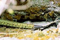 Close up of tail of Viviparous lizard {Lacerta vivipara} Somerset, UK.