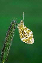 Orange tip butterfly {Anthocharis cardamines} UK.