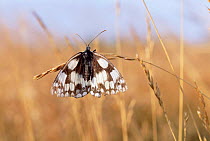 Marbled white butterfly {Melanargia galathea} UK.