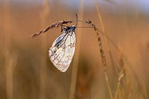 Marbled white butterfly {Melanargia galathea} UK.