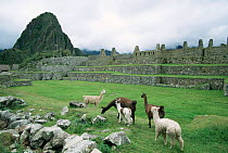 Alpaca herd at Machu Picchu, Andes, Peru