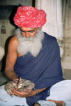 Hindu holy man feeding rats, Karni Mata rat temple, Rajasthan, India