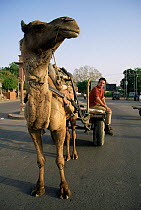 Nigel Marven with camel cart, India