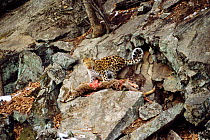Wild Amur leopard on kill {Panthera pardus orientalis} Kedrovaya Pad NR, E Russia