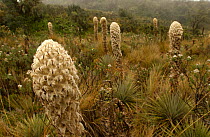 Puya flowers {Puya clava-hercules} Andes, Ecuador, Cayambe-Coca Reserve
