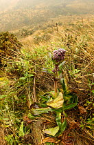 Paramo plant {Valeriana plantaginea} Cayambe-Coca Reserve, Andes, Ecuador