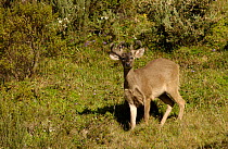 White-tailed deer {Odocoileus virginianus} Paramo, Cotopaxi NP, Ecuador