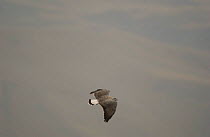 Variable hawk in flight {Buteo polyosoma} Andes, Ecuador