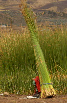 Harvesting Totora reeds for cattle fodder, Colta Lake, Andes, Ecuador