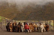 Alpaca herd + Quichua Indian shepherd, Chimborazo Province, Andes, Ecuador. 2004