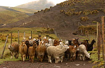 Alpaca herd on their way to pasture, Chimborazo Province, Andes, Ecuador {Lama pacos}