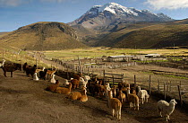 Alpaca herd {Lama pacos} + Chimborazo volcano, Andes, Ecuador