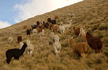 Alpaca herd grazing on the paramo, Chimborazo Province, Andes, Ecuador {Lama pacos}