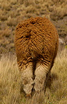 Rear view of Alpaca grazing on the paramo, Chimborazo, Andes, Ecuador {Lama pacos}