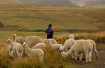 Quichua indian shepherd watching Alpaca herd, Chimborazo, Andes, Ecuador. 2004
