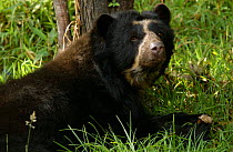 Spectacled bear {Tremarctos ornatus} captive, Ecuador