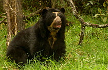 Spectacled bear {Tremarctos ornatus} captive, Ecuador