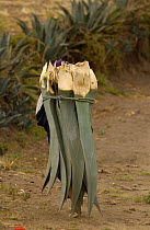 Salasaca indian woman carrying agave leaves to feed cattle, Andes, Ecuador. 2004