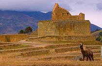Ingapirca inca ruins with Alpaca, Ca-ar, Andes, Ecuador
