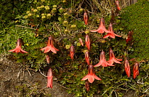 {Gentianella cernuda} high altitude plant, Chimborazo NP, Andes, Ecuador