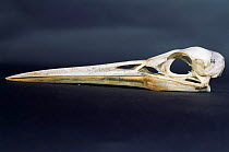 Little egret skull {Egretta egretta}