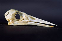 Common kingfisher skull {Alcedo atthis}