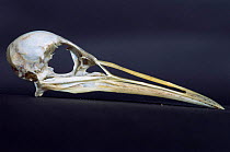 Water rail skull {Rallus aquaticus}